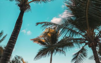 Wallpaper Three Coconut Trees on Seashore