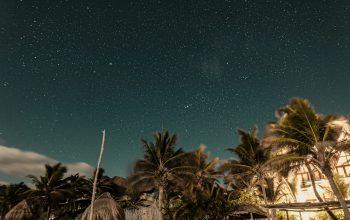 Wallpaper Seashore and Palm Trees Under Starry Sky