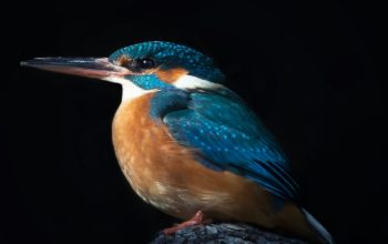 Wallpaper Blue and Brown Bird on Rock