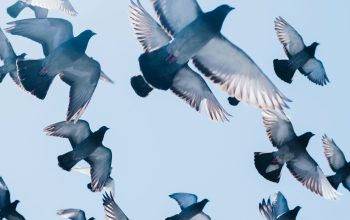 Wallpaper Gray Pigeons Flying Under Blue Sky