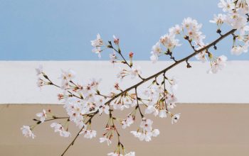 Wallpaper White Petaled Flower
