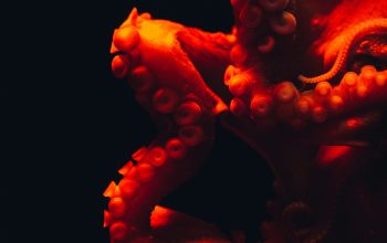 Wallpaper Shallow Focus Octopus Photography