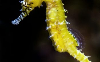 Wallpaper Shallow Focus Photography of Green Seahorse