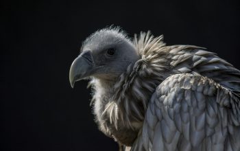 Wallpaper Brown Vulture in Black Background