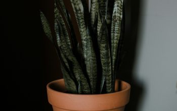 Wallpaper Green Snake Plant