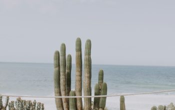 Wallpaper Cactus on Shore Under Cloudy Sky