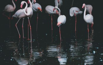 Wallpaper Flock of Flamingos