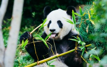 Wallpaper Panda Eating Bamboo