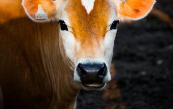 Wallpaper Selective Focus Photography of Brown Cow