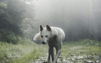 Wallpaper Shallow Focus White Wolf
