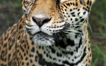 Wallpaper Tiger Closeup Photography