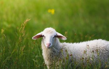 Wallpaper Sheep on Grass Field