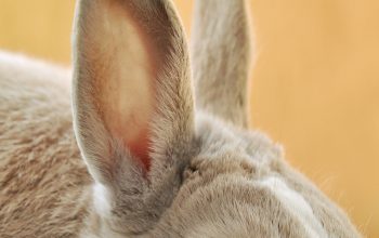 Wallpaper Brown and White Rabbit