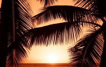 Wallpaper Silhouette Photography of Two Coconut Trees Near Body Water During Golden Hour