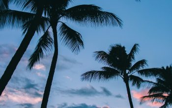 Wallpaper Low Angle Coconut Trees
