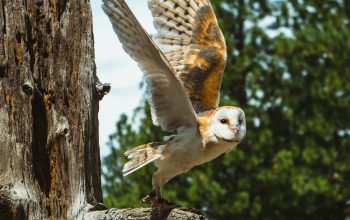 Wallpaper White and Yellow Owl Spread Wings