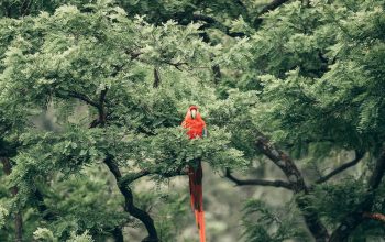 Wallpaper Short-Beak Red Bird on Tree