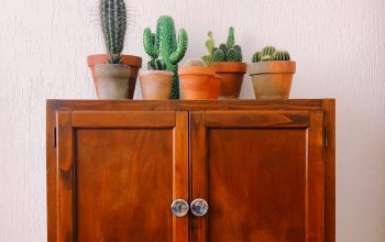 Wallpaper Green Cactus Plant on Brown Wooden Cabinet