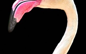 Wallpaper White Flamingo Head