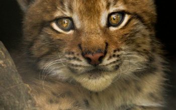 Wallpaper Wild Cat