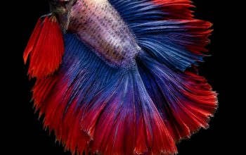 Wallpaper Full Moon Betta Fish