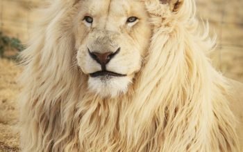 Wallpaper Lion Lying on Ground