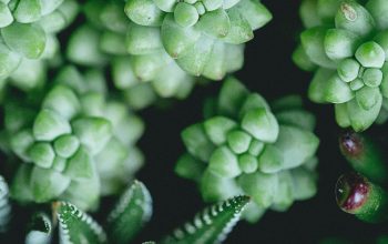 Wallpaper Selective Focus Photography of Green Succulent Plants