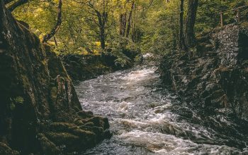 Wallpaper River Near Trees