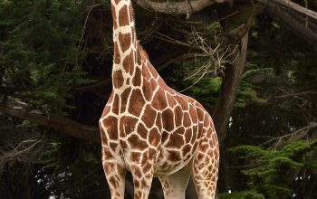 Wallpaper Giraffe Standing Near Tree at Daytime