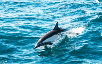 Wallpaper Gray Dolphin