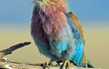 Wallpaper Shallow Focus Multicolored Bird