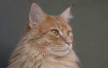 Wallpaper Sitting Orange Persian Cat