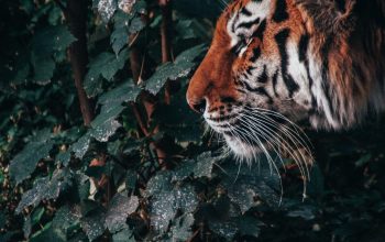 Wallpaper Tiger in the Forest