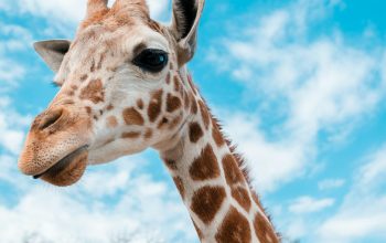 Wallpaper Portrait of Giraffe