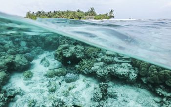 Wallpaper White and Green Coral Reef