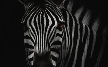 Wallpaper Zebra in Close-Up Photography