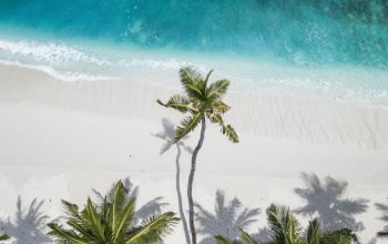 Wallpaper Coconut Trees Near Shore