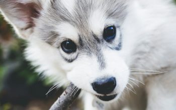 Wallpaper Short-Coated White and Gray Puppy Biting Brown Tree Branch