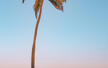Wallpaper Palm Tree on Seashore