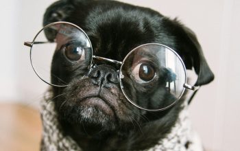 Wallpaper Adult Black Pug
