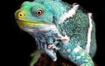 Wallpaper Green and White Iguana on Tree Branch Closeup Photography