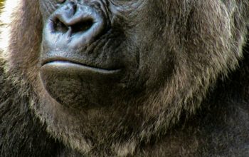 Wallpaper Close-Up Gorilla