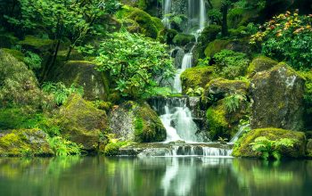 Wallpaper Waterfalls Surrounded by Lush Green Trees