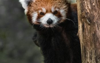 Wallpaper Red Panda