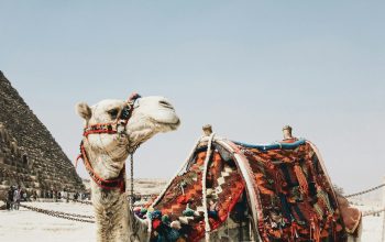 Wallpaper Brown Camel