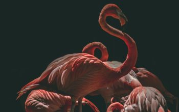 Wallpaper Several Pink Flamingos in a Rim-Lighted Room