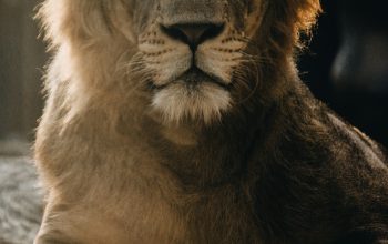 Wallpaper Lion Animal