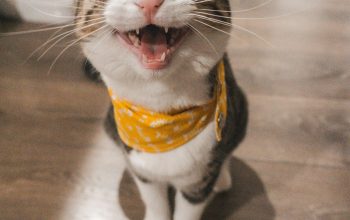 Wallpaper Brown Tabby Cat