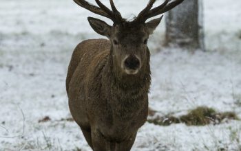 Wallpaper Brown Deer Walking on Snow