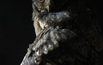 Wallpaper Black and Brown Owl